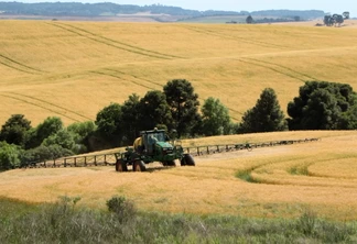 Dessecação pré-colheita favorece controle de plantas daninhas e rendimento do trigo Dessecação pré-colheita favorece controle de plantas daninhas e rendimento do trigo