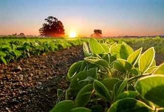 Foto com plantas de soja em primeiro planto. Ao fundo, está uma lavoura, uma árvore e o sol se pondo. Foto com plantas de soja em primeiro planto. Ao fundo, está uma lavoura, uma árvore e o sol se pondo.