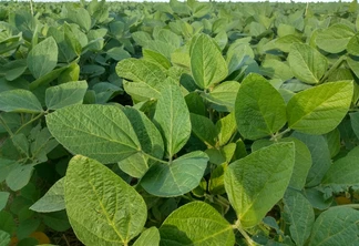 Foto de plantas de soja em lavoura. Foto de plantas de soja em lavoura.