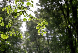Foto de galhos de árvore sob chuva. Foto de galhos de árvore sob chuva.