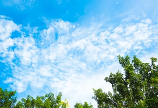 Foto com árvores sob céu azul com nuvens. Foto com árvores sob céu azul com nuvens.