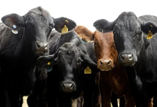 Foto de quatro bovinos lado a lado, três são pretos e um é marrom. Foto de quatro bovinos lado a lado, três são pretos e um é marrom.