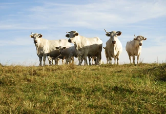 Foto de bovinos brancos em pasto. Foto de bovinos brancos em pasto.