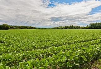 campo de soja campo de soja