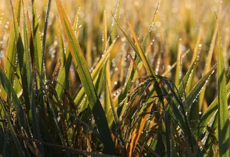 Foto de lavoura de arroz com folhas molhadas. Foto de lavoura de arroz com folhas molhadas.