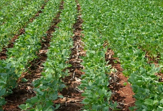 Foto de lavoura de soja. Foto de lavoura de soja.