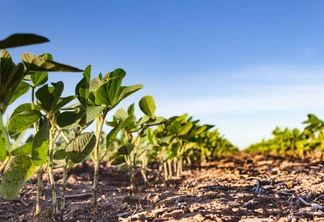 fechar sulco de terra com plantação de soja jovem no campo fechar sulco de terra com plantação de soja jovem no campo