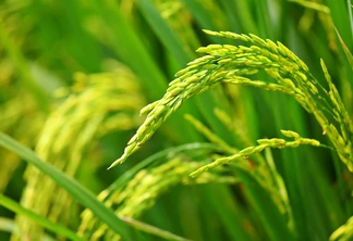 Foto de espiga de arroz verde em lavoura. Foto de espiga de arroz verde em lavoura.