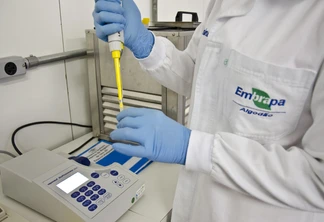Foto de pessoa com jaleco da Embrapa Algodão trabalhando com luvas em laboratório. Foto de pessoa com jaleco da Embrapa Algodão trabalhando com luvas em laboratório.