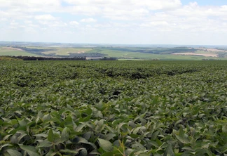Foto de lavoura de soja. Foto de lavoura de soja.