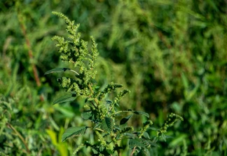O avanço do caruru resistente ao glifosato e, possivelmente, aos herbicidas inibidores da enzima ALS, está entre as principais preocupações de produtores de soja no Sul do país / Foto: Leonardo Wink O avanço do caruru resistente ao glifosato e, possivelmente, aos herbicidas inibidores da enzima ALS, está entre as principais preocupações de produtores de soja no Sul do país / Foto: Leonardo Wink