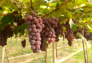 Cachos de uvas. Cachos de uvas.
