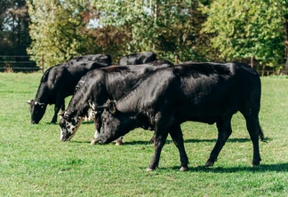 As vacas pastam perto da floresta na grama verde. As vacas pastam perto da floresta na grama verde.