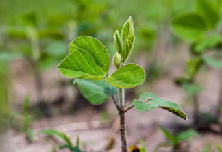 Planta de soja Planta de soja