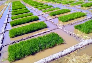 Foto de arroz irrigado. Foto de arroz irrigado.