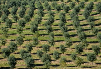 Oliveiras no campo. Oliveiras no campo.