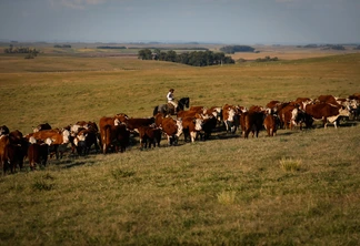 Gado gordo no campo. Gado gordo no campo.