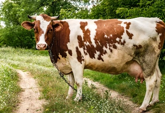 Vaca vermelha e branca no campo perto da trilha. Vaca vermelha e branca no campo perto da trilha.