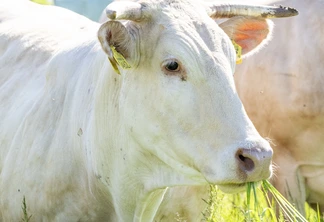 Vaca branca comendo grama em um campo iluminado pelo sol. Vaca branca comendo grama em um campo iluminado pelo sol.