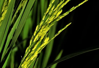 Foto de uma planta de arroz. Foto de uma planta de arroz.