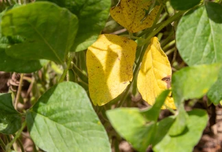 Planta com folha amarela. Planta com folha amarela.