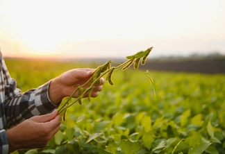 Agrônomo inspecionando plantações de soja em campo. Conceito de produção agrícola. Jovem agrônomo examina plantação de soja no campo no verão. Agricultor em campo de soja. Agrônomo inspecionando plantações de soja em campo. Conceito de produção agrícola. Jovem agrônomo examina plantação de soja no campo no verão. Agricultor em campo de soja.