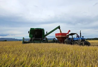 colheita de arroz. colheita de arroz.
