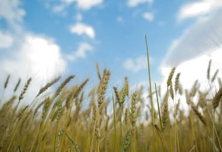 Foto de trigo na lavoura. Foto de trigo na lavoura.
