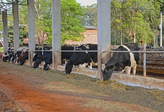Vacas pastando. Vacas pastando.