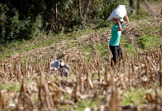 Foto de um agricultor carregando nas costas. Foto de um agricultor carregando nas costas.