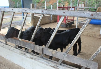 Bezerros geneticamente editados nascem pela primeira vez no Brasil. Bezerros geneticamente editados nascem pela primeira vez no Brasil.