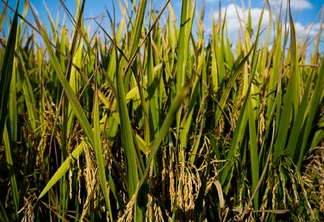 Foto de arroz na lavoura. Foto de arroz na lavoura.