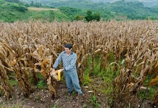 Foto de um produtor tirando milho da sua lavoura. Foto de um produtor tirando milho da sua lavoura.