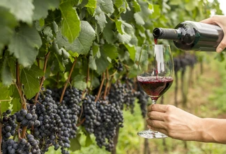 Espaços que remetem à produção, indústria, cave, mercado e enoturismo representarão a cadeia da uva e do vinho. Espaços que remetem à produção, indústria, cave, mercado e enoturismo representarão a cadeia da uva e do vinho.