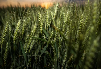 Foto de uma lavoura de trigo. Foto de uma lavoura de trigo.