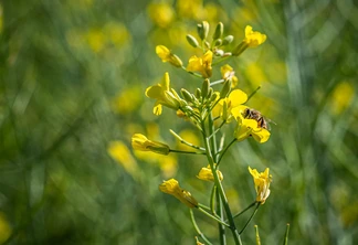 Foto de uma planta de canola. Foto de uma planta de canola.