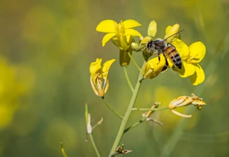 Foto de uma Abelha em cima de uma planta de canola. Foto de uma Abelha em cima de uma planta de canola.