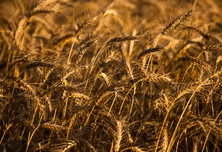 Foto de uma lavoura de trigo. Foto de uma lavoura de trigo.