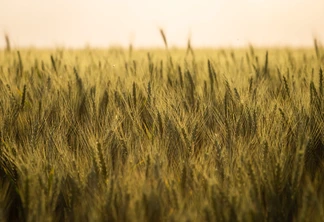 Foto de uma lavoura de trigo. Foto de uma lavoura de trigo.