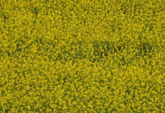 Foto de uma lavoura de canola. Foto de uma lavoura de canola.