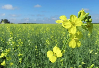 Foto de uma lavoura de Carinata. Foto de uma lavoura de Carinata.