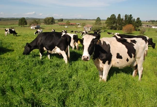 Foto do gado na lavoura. Foto do gado na lavoura.
