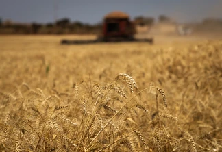 Foto de uma lavoura de trigo. Foto de uma lavoura de trigo.