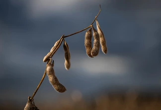Foto de uma soja. Foto de uma soja.