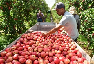 A produção de maçãs em SC para a safra 2025/26 deve alcançar 615 mil toneladas | Foto: Aires Mariga/Epagri A produção de maçãs em SC para a safra 2025/26 deve alcançar 615 mil toneladas | Foto: Aires Mariga/Epagri