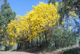 Foto de uma arvore amarela. Foto de uma arvore amarela.