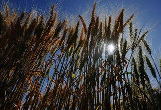 Plantação do trigo começa em maio e termina em julho. Já a colheita se inicia no fim de setembro e se estende até o início de novembro| Foto: Bruno Todeschini/ Agencia RBS Plantação do trigo começa em maio e termina em julho. Já a colheita se inicia no fim de setembro e se estende até o início de novembro| Foto: Bruno Todeschini/ Agencia RBS