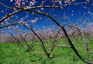 Condições climáticas do inverno favoreceram frutíferas de clima temperado. Condições climáticas do inverno favoreceram frutíferas de clima temperado.