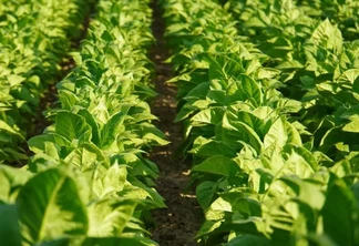 Foto de uma lavoura de tabaco. Foto de uma lavoura de tabaco.
