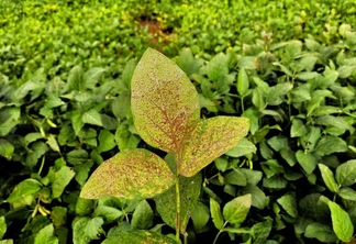 Sinais quando o fungo Phakopsora pachyrhizi ataca a planta. Sinais quando o fungo Phakopsora pachyrhizi ataca a planta.